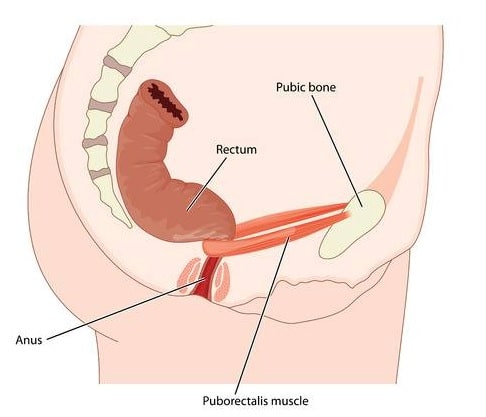 Musculo Puborectal