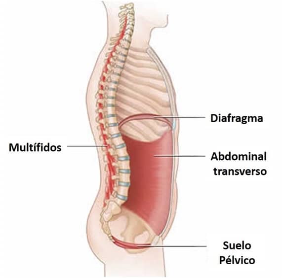 Diafragma, transverso abdominal. Suelo pélvico